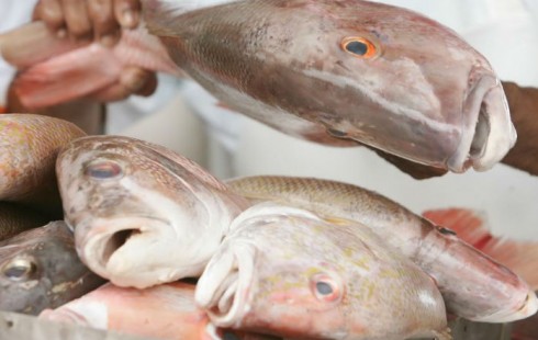 {D29EE65F-2096-454D-A974-4A7D88C19FF5}_peixemat