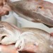 {D29EE65F-2096-454D-A974-4A7D88C19FF5}_peixemat