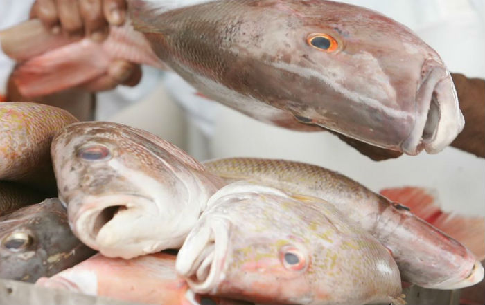 Começa o período de defeso dos peixes no Ceará