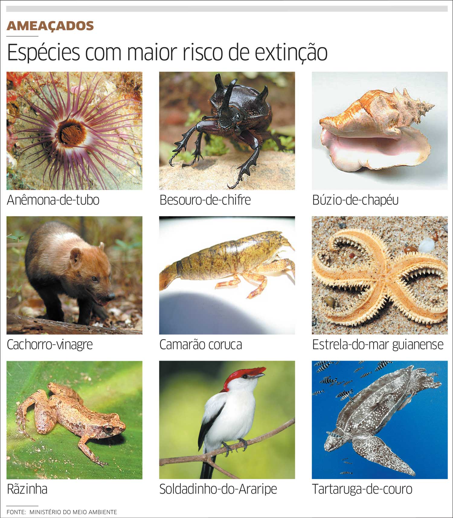 Ceará tem 55 espécies ameaçadas de extinção