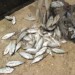Pesca-3-300x224