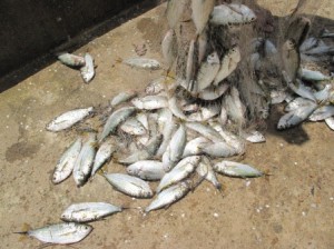 Ibama apreende mais de uma tonelada de peixes em Quixeramobim