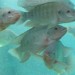 tilapia-malaria-500px1-300x251