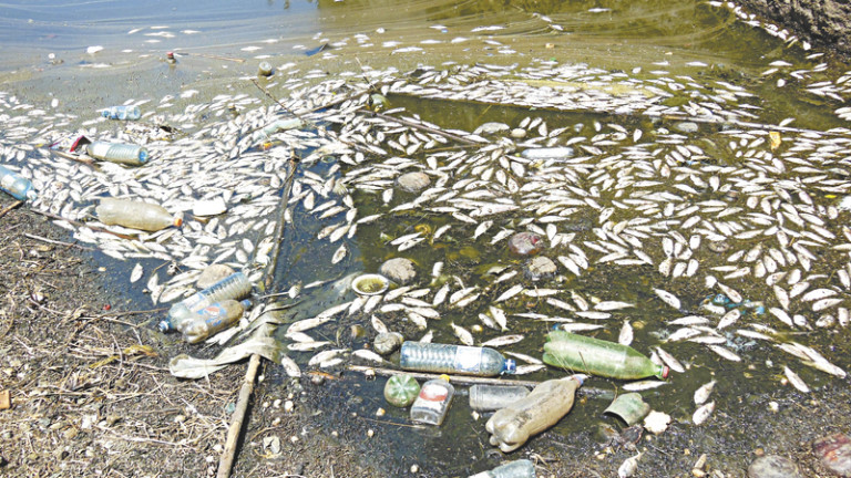 Mortandade de peixe causa perdas de até 50% nos açudes