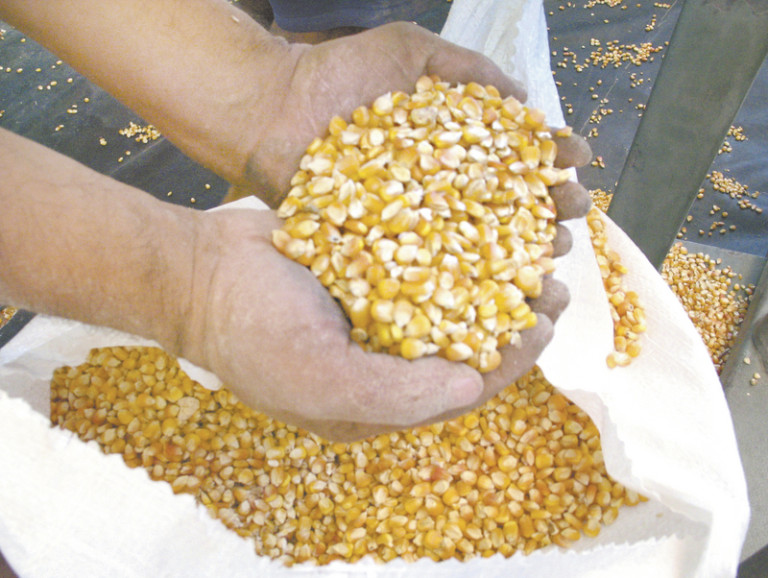 Safra de grãos do Ceará foi a pior em 20 anos