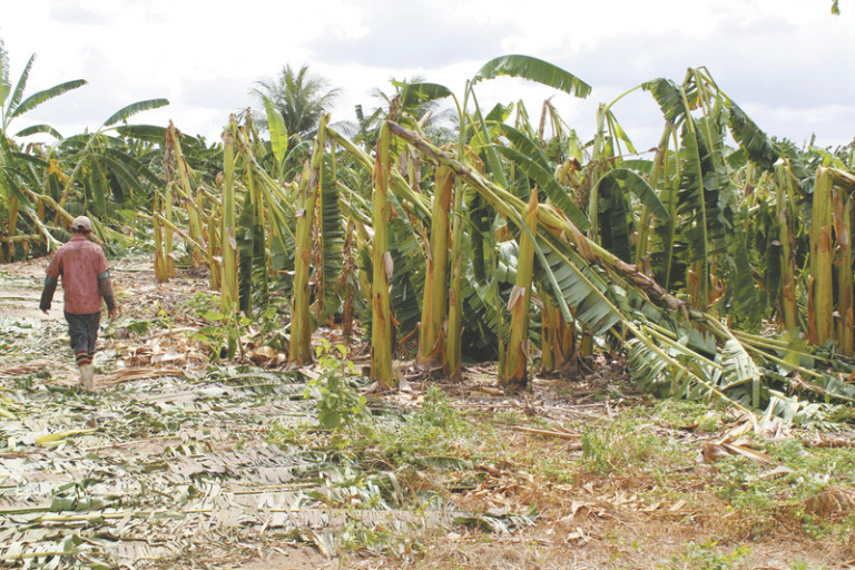 Banana pacovan sobe cerca de 50% em Iguatu