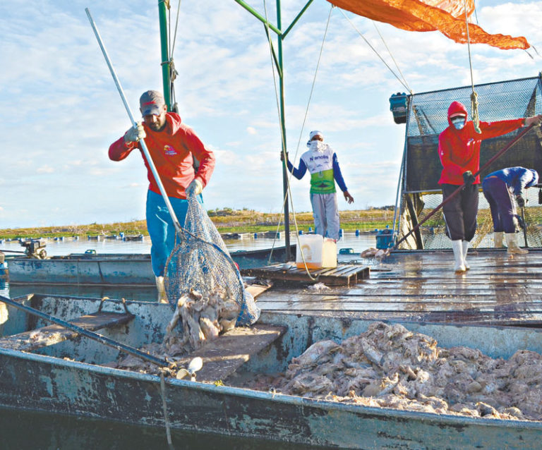 Causa da morte de peixes no Castanhão é analisada pela Cogerh