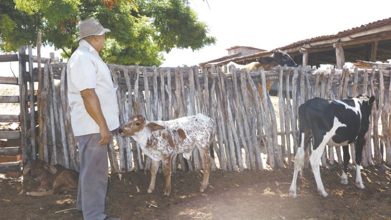 Produtores driblam a seca por mais um ano no Sertão Central