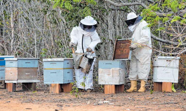Seca provocou queda de 45% na produção de mel no Ceará